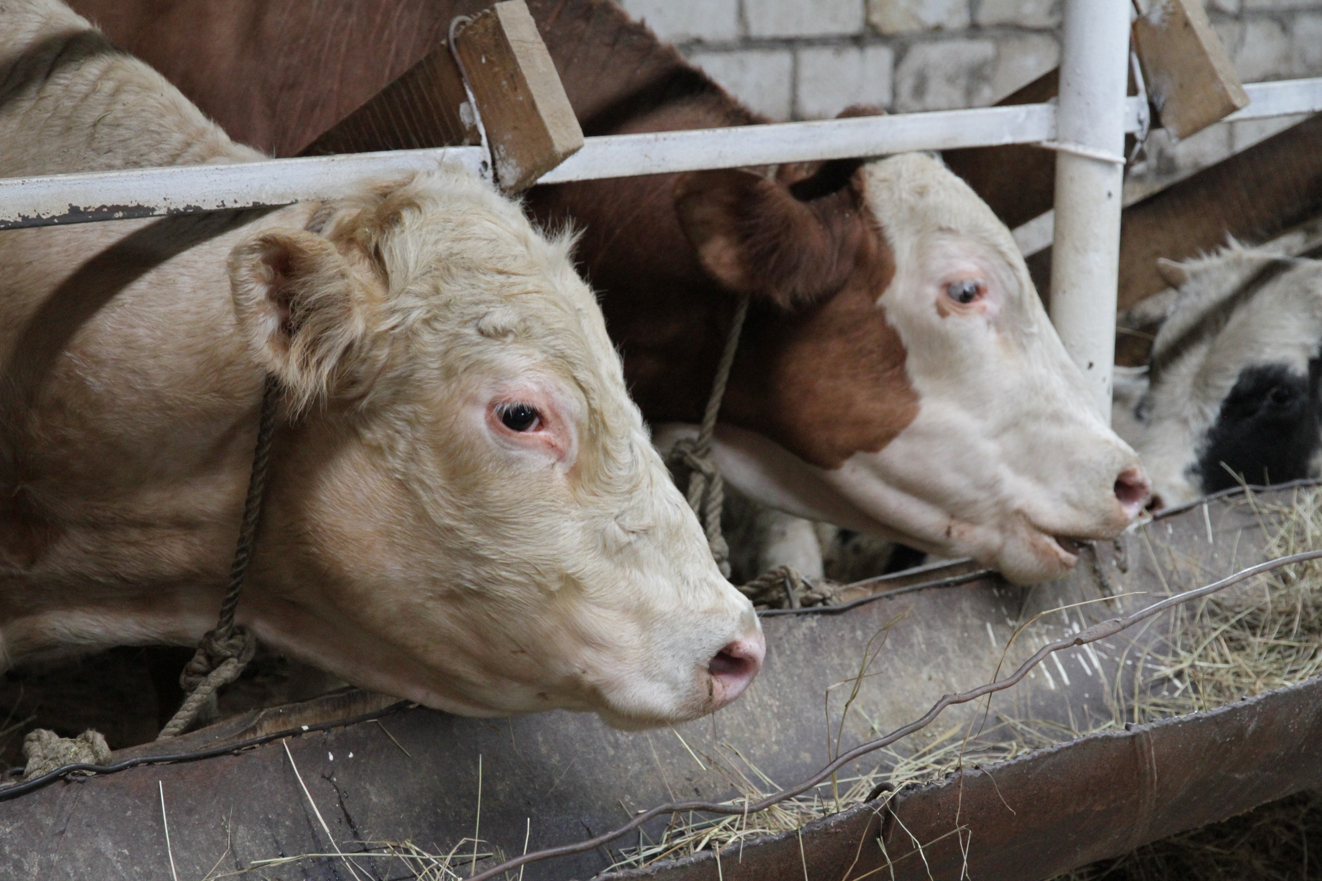 Қазақстанда биыл 190-ға жуық мал ұрлаған баукеспе ұсталған